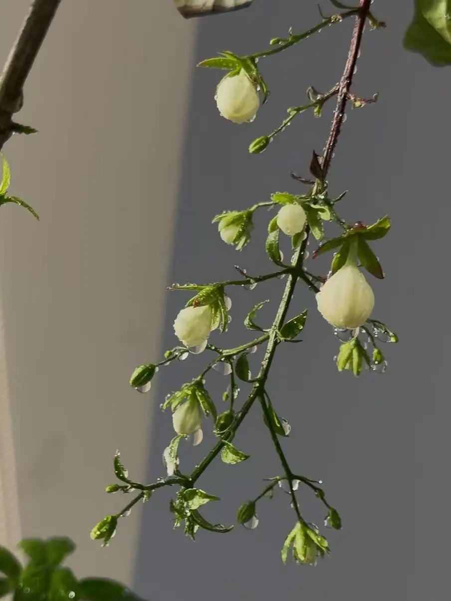 【BUY 2 GET 1 FREE】Trailing Jasmine Seeds Bridal Veil High Germination Rate Nodding Clerodendron Easy to Grow Long Lasting Aroma for Home Garden Fragrant Blooms Rare Cascading Jasmine Perfect for Balconies & Indoor Pots