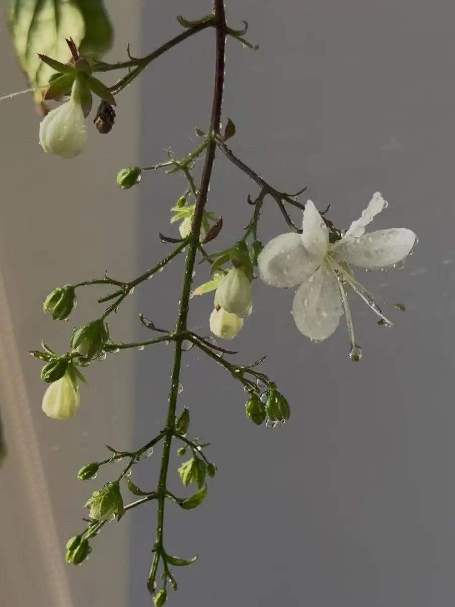 【BUY 2 GET 1 FREE】Trailing Jasmine Seeds Bridal Veil High Germination Rate Nodding Clerodendron Easy to Grow Long Lasting Aroma for Home Garden Fragrant Blooms Rare Cascading Jasmine Perfect for Balconies & Indoor Pots